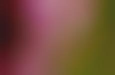 Chromatic Floral Portraits