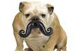 100 Gifts for the Canine Companion