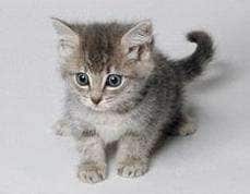Mood-Altering Cat Parasites Make Women Friendly and Men Jerks