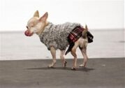 Canine Couture