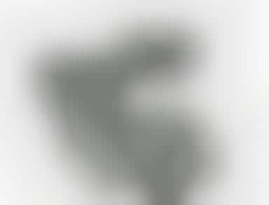 For Fashion Victim's Dogs Who Want To Make A Statement