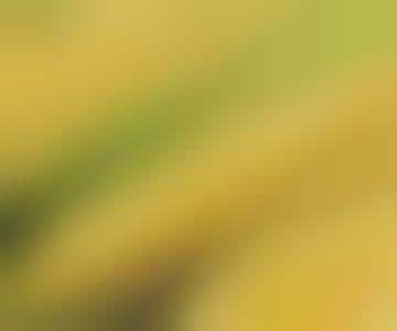 Ricoh Makes Printer Out of Plants