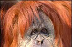 Web Dating For Orangutans