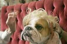 Wigs for Dogs