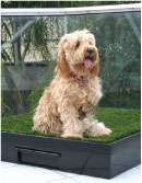 Pet Loo Image 2