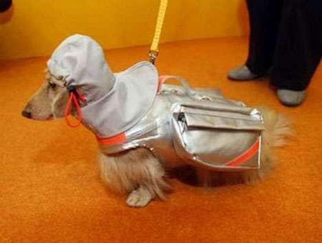 Emergency Couture For Dogs