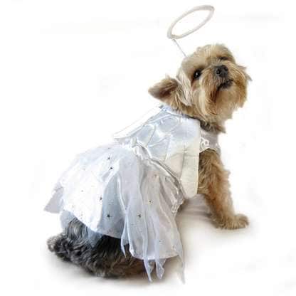 Canine Couture