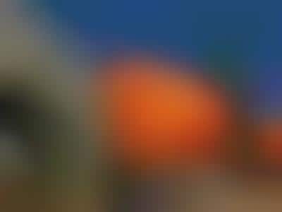 The Danger of Giant Pumpkins
