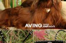 Diamond Media Player for Dogs