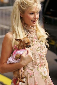 Paris Hilton Sued for Stealing Style Image 2