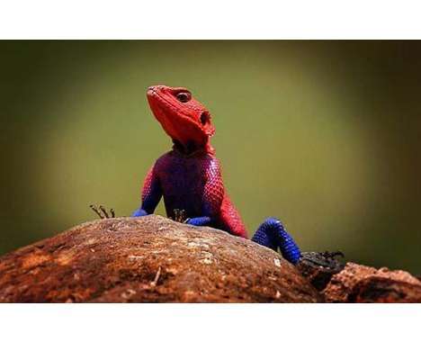 47 Examples of Lizard Love