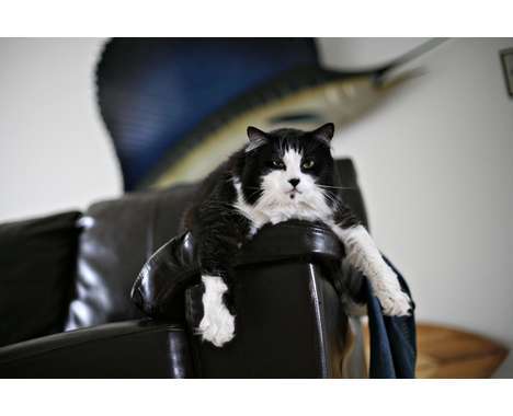 30 Adorable Pet Innovations