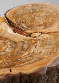 Tree Trunk Chairs Image 5