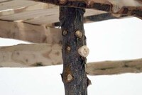 Salvaged Christmas Tree Sleds Image 2