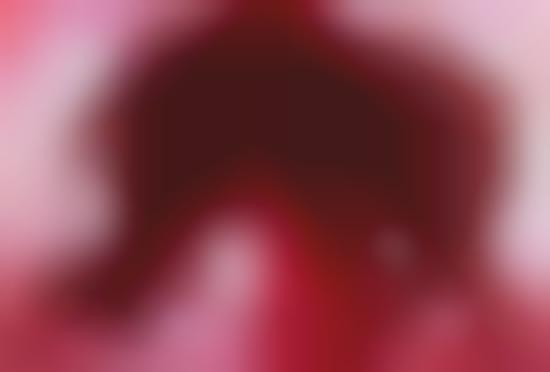 Animal Embryo Photography (UPDATE)