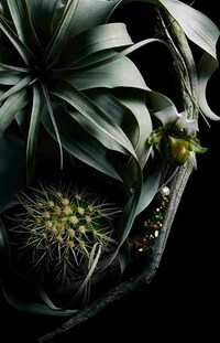 Crystallized Botanical Calendars Image 4