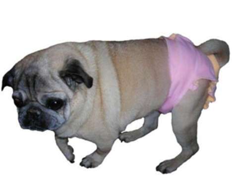 66 Canine Fashion Innovations