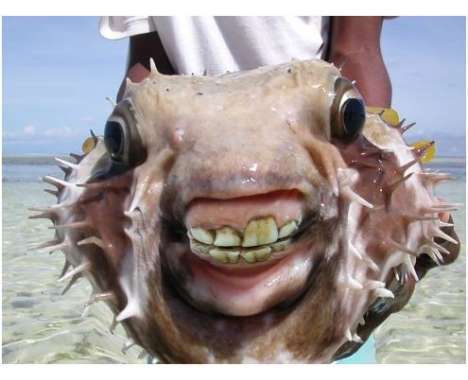 34 Unique Marine Creatures