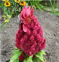 Extraordinary Edible Animals Image 2