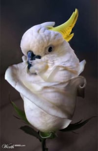 Extraordinary Edible Animals Image 5