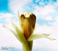 Extraordinary Edible Animals Image 8