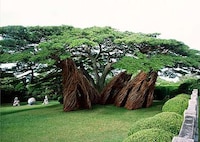 Living Tree Houses (UPDATE) Image 6