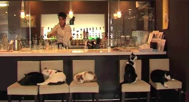 Pet Store Cafes