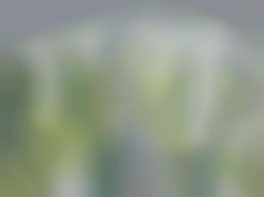 Urban Green Redesigns