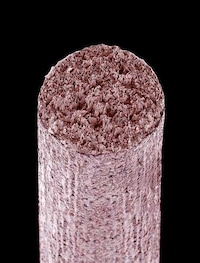 Amazing Microscopic Photography Image 3