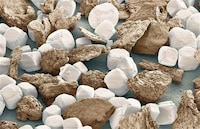 Amazing Microscopic Photography Image 4