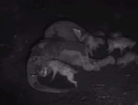 Decomposition Time Lapses Image 5