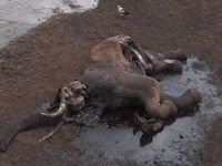 Decomposition Time Lapses Image 6
