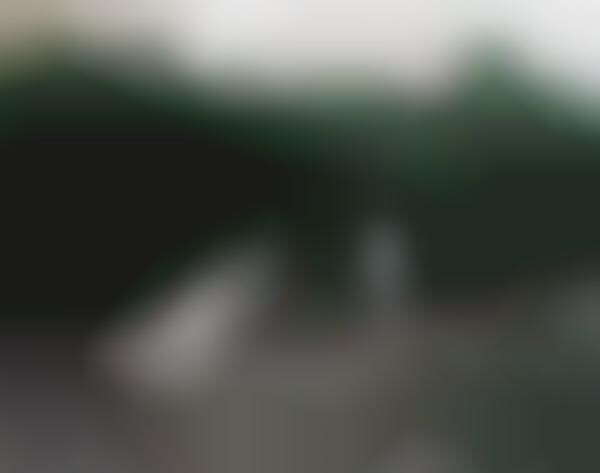 Wild Photographic Encounters