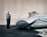 Wild Photographic Encounters Image 4