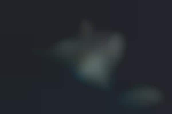 Dark Undressing Spreads