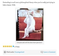 Funny Feline Stereotypes Image 5