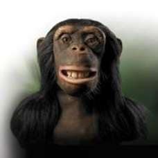 61 Primate Inspirations
