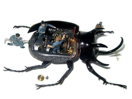 Dead Beetle Dioramas
