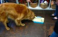 Pet Bowl Packaging Image 5