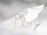 Exotic Flighty Fashion Image 3