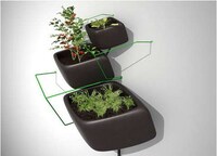 Climbing Potted Plants Image 2