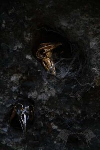 Skullptural Jewelry Image 6
