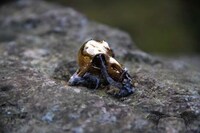 Skullptural Jewelry Image 7
