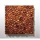 Seed Casing Artwork Image 3