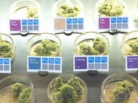 Refined Head Shops Image 4