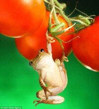 Amphibious Still Life Art Image 2