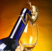 Amphibious Still Life Art Image 3