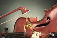 Amphibious Still Life Art Image 5