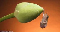 Amphibious Still Life Art Image 6