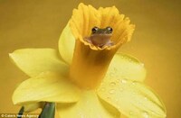 Amphibious Still Life Art Image 7